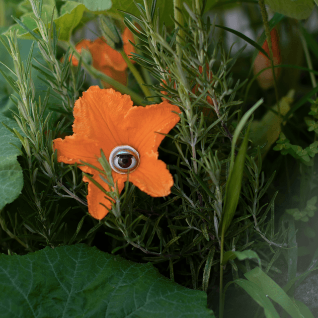 Le jardin de l’âme 